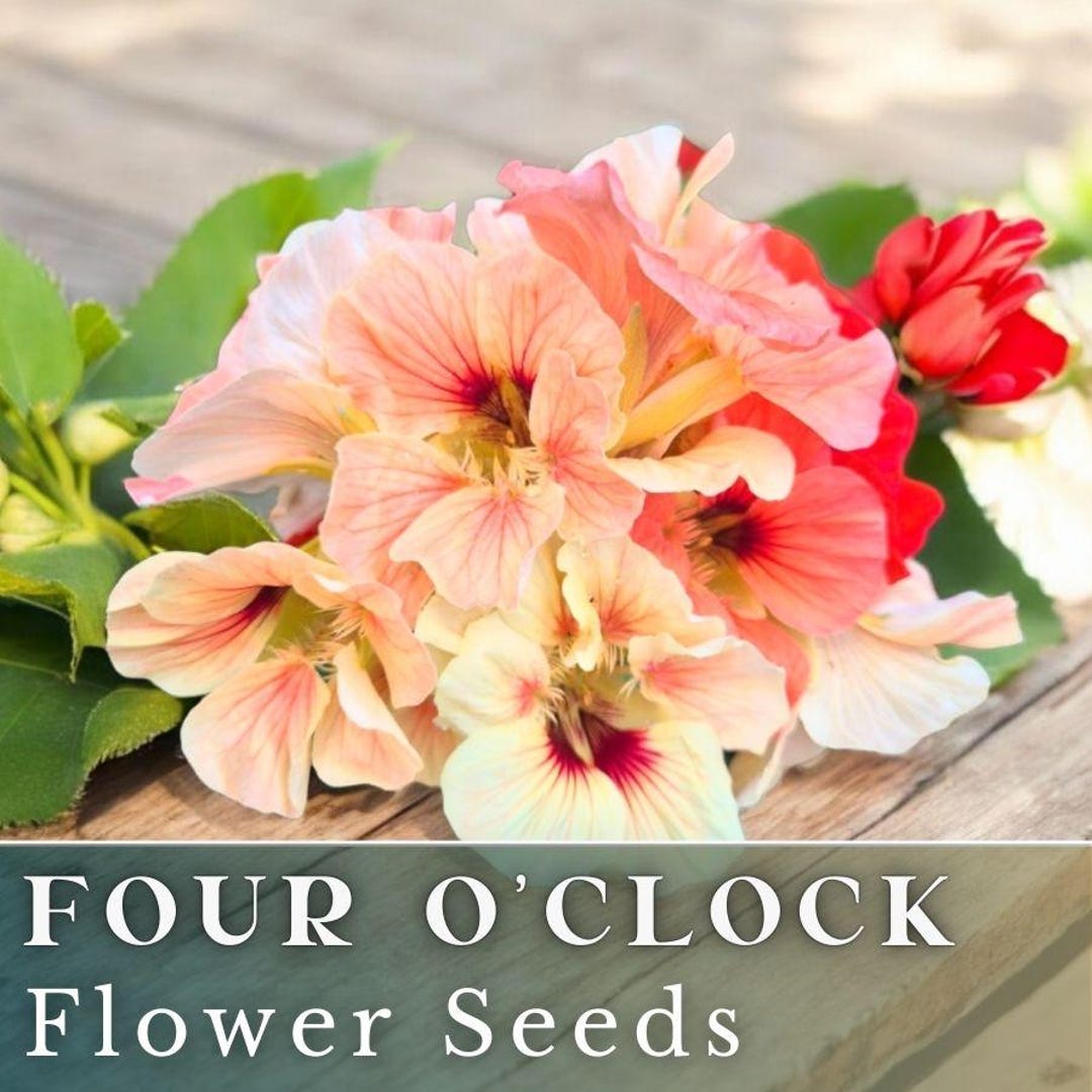 Four O'clock Seeds 55+ Seeds Flower, Flower Seeds, Annual Seeds, Bulk ...
