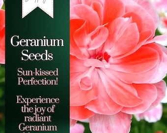 Packet Geranium Seeds - Fragrant - 100 Seeds Hardy Garden Bloom Flower Seed Flowers