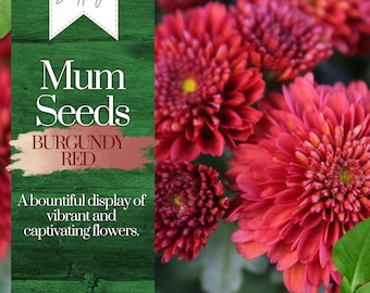 Burgundy Red Mum Chrysanthemum Seeds 200+ Seeds Mum Flower, Flower Seeds, Annual Seeds, Bulk Seeds, Wholesale