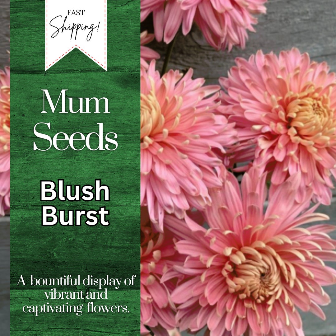 Blush Burst Mum Chrysanthemum Seeds 200 Seeds Mum Flower, Flower Seeds