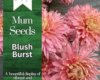 Blush Burst Mum Chrysanthemum Seeds 200+ Seeds Mum Flower, Flower Seeds, Annual Seeds, Bulk Seeds, Wholesale