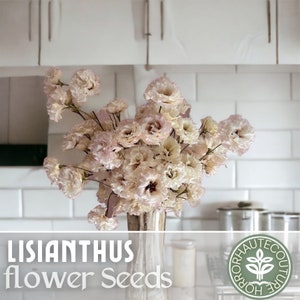 Lisianthus Seeds - 100 Seeds - Voy Ivory -  Garden Bloom Flower Seed Flowers Garden Seeds Cut Flower Gifts