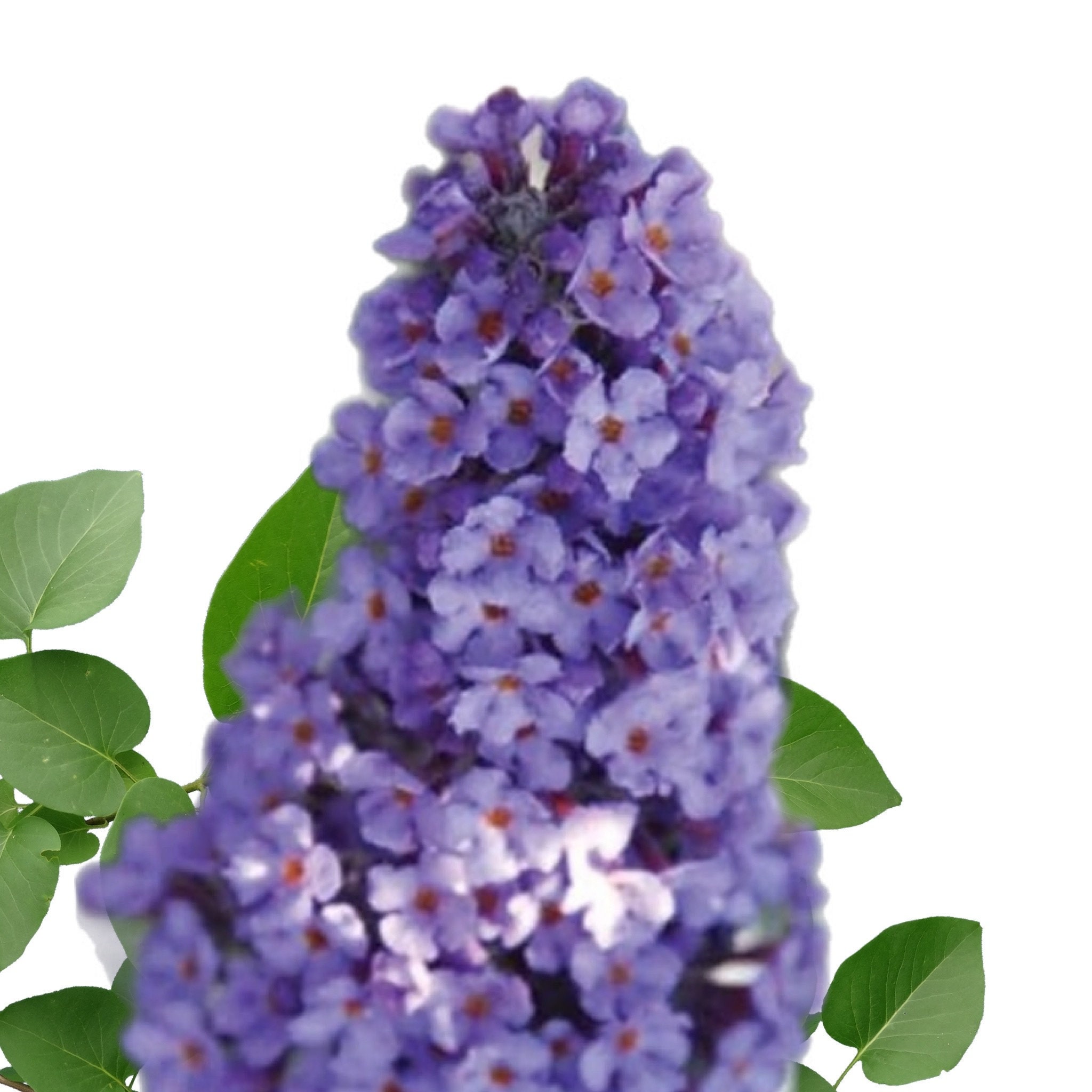 Buddleja Fragrant Butterfly Bush (buddleia Davidii) - Fragrant - 250 Seeds - Etsy