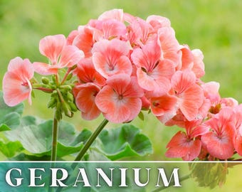 Può includere: Primo piano di un gruppo di fiori di geranio rosa. I fiori sono in fiore e hanno un aspetto delicato e arricciato. L'immagine è didascalizzata "GERANIUM Flower Seeds".