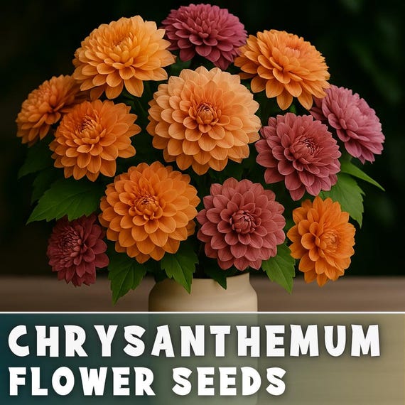 Timeless Mix Mum Chrysanthemum Seeds 200+ Seeds Mum Flower, Flower Seeds,  Annual Seeds, Bulk Seeds, Wholesale - Etsy