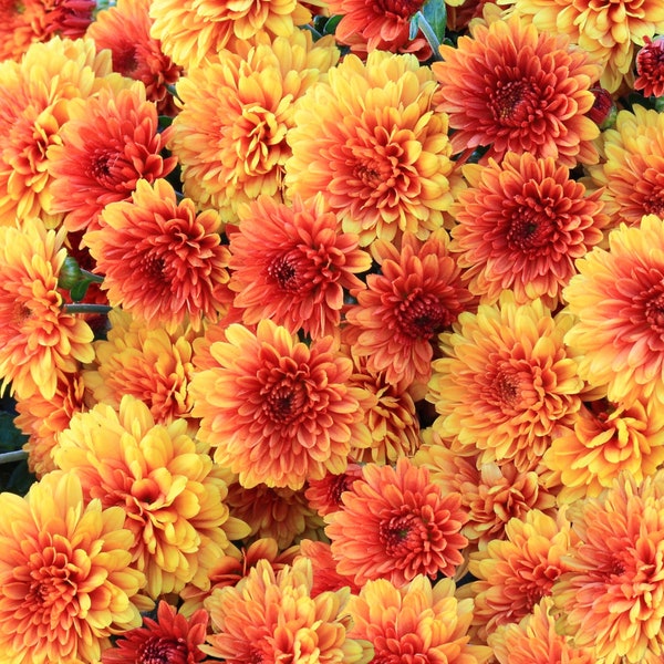 Chrysanthemum Seeds Etsy