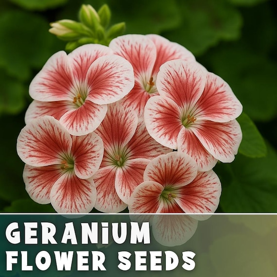 100+ Geranium Seeds - Spiced Coral - Fragrant - Fresh Flower Seeds Non GMO  - Etsy
