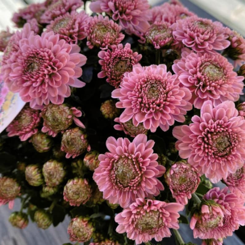 Pink Horizon Mum Chrysanthemum Seeds 200 Seeds Mum Flower Etsy