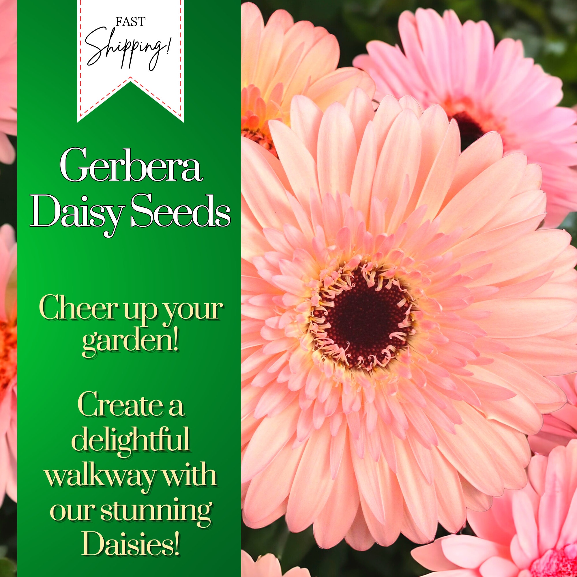 Gerbera Daisy Seeds 50+ Seeds Daisy Mum Flower, Flower Seeds, Annual Seeds, Bulk Seeds, Wholesale Seeds, Gardening, Garden, Flower beds