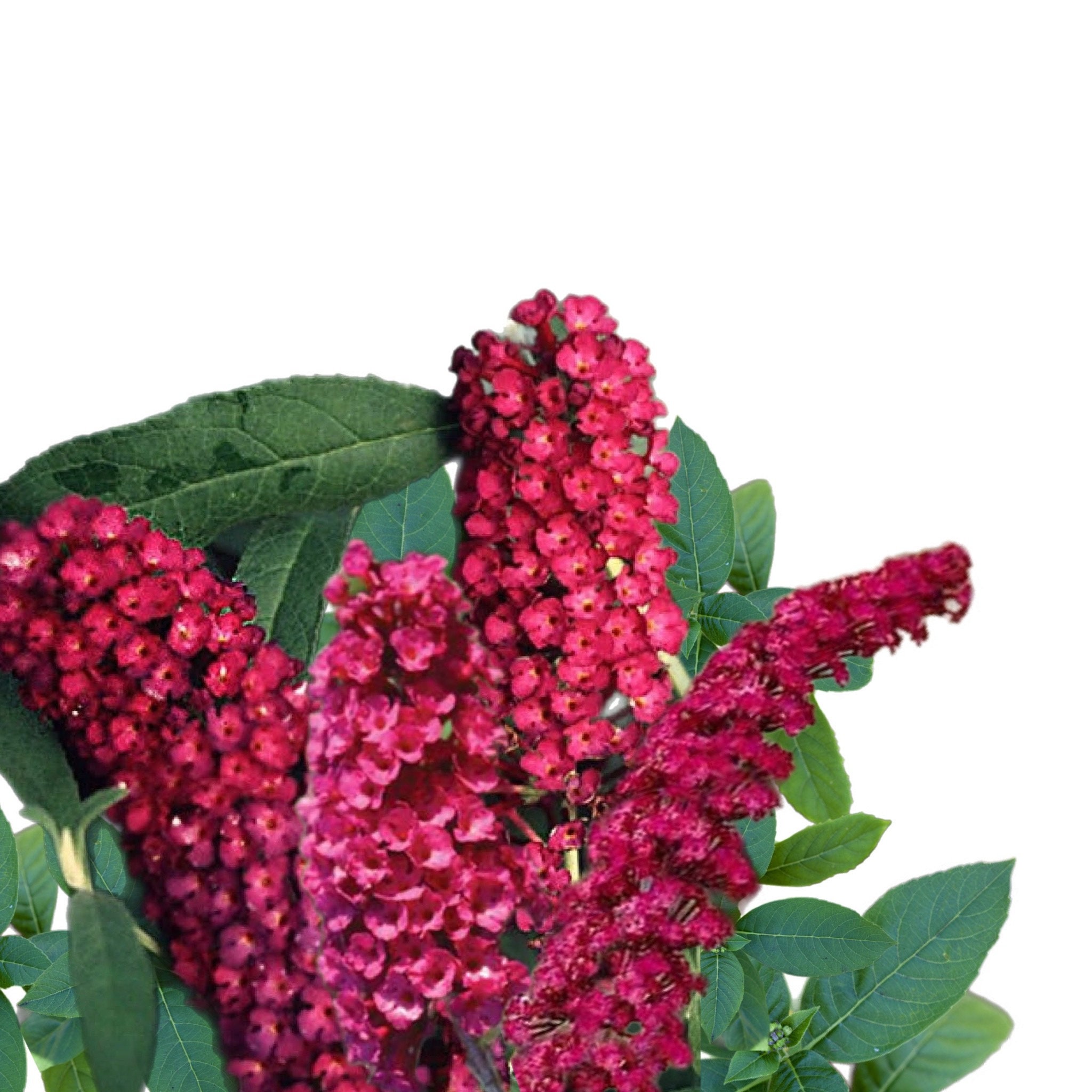 Buddleja Fragrant Butterfly Bush (buddleia Davidii) - Fragrant - 250 Seeds - Etsy