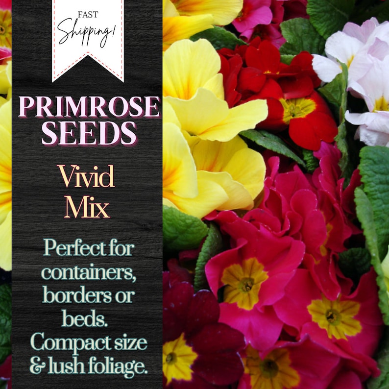 BookishAndBlossoms Primrose Seeds - Thumbnail 2