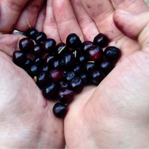 125 Huckleberry Seeds, USA Seller Free Shipping Fruit Seeds Fragrant