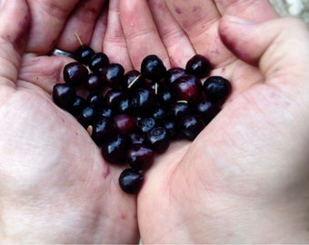 125 Huckleberry Seeds, USA Seller Free Shipping Fruit Seeds Fragrant