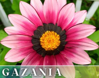 75+ Gazania Seeds -Cherry Sweetheart- Fragrant - Fresh Flower Seeds Non GMO, Annual Seeds, Bulk Seeds, Wholesale