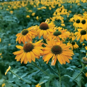 Pu&ograve; includere: Primo piano di un gruppo di rudbeckie gialle in fiore. I fiori hanno un cono centrale marrone e molti petali che si irradiano verso l'esterno. I fiori sono circondati da fogliame verde.