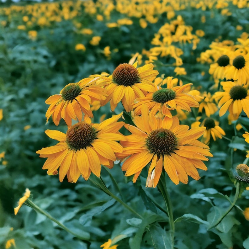 Pu&ograve; includere: Primo piano di un gruppo di rudbeckie gialle in fiore. I fiori hanno un cono centrale marrone e molti petali che si irradiano verso l'esterno. I fiori sono circondati da fogliame verde.