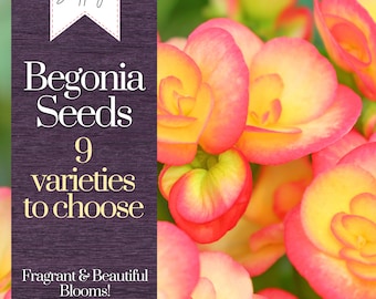 Begonia Seeds 45+ Seeds Perennial Hardy Garden Shrub Bloom Flower Seed Flowers