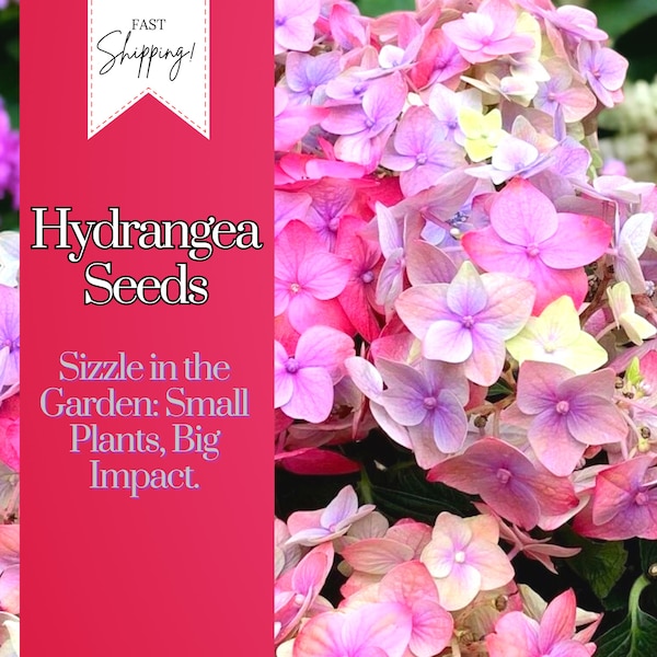 Hydrangea Seeds 75 Seeds Perennial Hardy Garden Shrub Bloom Flower Seed Flowers