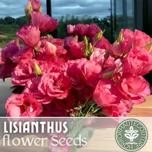 Lisianthus Seeds - 100 Seeds - Rosi Rose -  Garden Bloom Flower Seed Flowers Garden Seeds Cut Flower Gifts