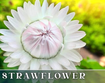 Ivory Blossom Strawflower Seeds 100+ Seeds, - Heirloom Seeds, Cut Flowers, Helichrysum Seeds, Non-GMO, Flower Seeds, Flower Seeds Bulk