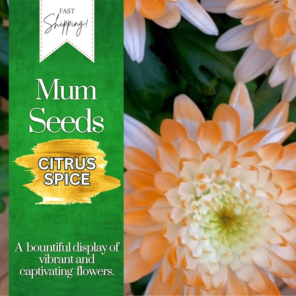 Chrysanthemum Seeds Etsy