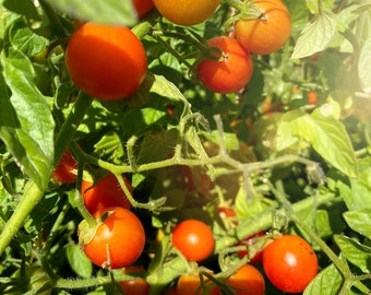 Super Sweet Tomato 50+ Seeds | Prolific & Flavorful | Non-GMO