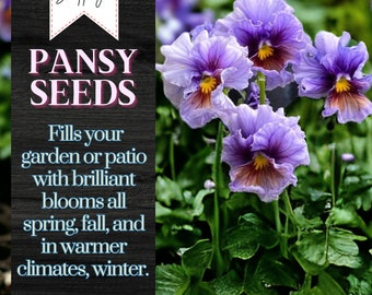 Pansy Seeds (Viola) - Fragrant - 150 Seeds
