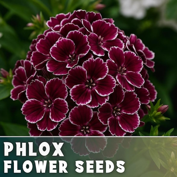 sweet potato seeds for planting Sweet Potato Vegetable Seeds Planting Brown White Organic Garden Seeds   Pure Asia Seeds