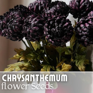 Twilight Plum Mum Chrysanthemum Seeds 200+ Seeds Mum Flower, Flower Seeds, Annual Seeds, Bulk Seeds, Wholesale