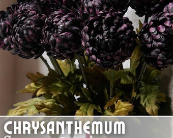 Twilight Plum Mum Chrysanthemum Seeds 200+ Seeds Mum Flower, Flower Seeds, Annual Seeds, Bulk Seeds, Wholesale
