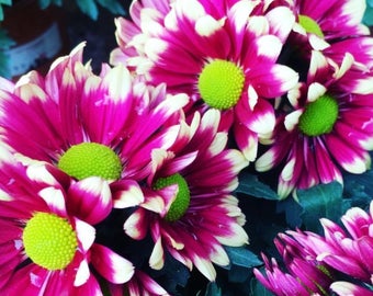 Magenta White Mum Chrysanthemum Seeds 200 + Seeds Mum Flower, Flower Seeds, Annual Seeds, Bulk Seeds, Wholesale