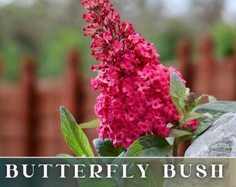Wine Fantasy - Garden Seeds - Butterfly Bush (Buddleia Davidii) - Fragrant - 250 Seeds