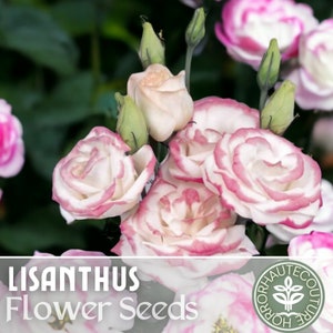 Lisianthus Seeds - 100 Seeds - Pink -  Garden Bloom Flower Seed Flowers Garden Seeds Cut Flower Gifts