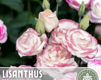 Lisianthus Seeds - 100 Seeds - Pink -  Garden Bloom Flower Seed Flowers Garden Seeds Cut Flower Gifts