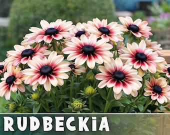 Pink Champagne - Rudbeckia Seeds - 150 Seeds - Garden Bloom Flower Seed Flowers Garden Seeds Cut Flower Gifts Flower Seeds