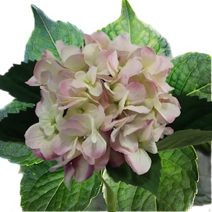 May include: A close-up of a hydrangea flower with white and pink petals. The flower is surrounded by large, green leaves. The petals have a delicate, layered appearance, and the overall effect is soft and natural.