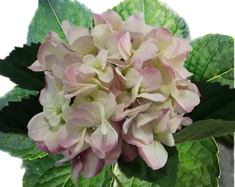 Hydrangea Seeds 65 Seeds Perennial Hardy Garden Shrub Bloom Flower Seed Flowers