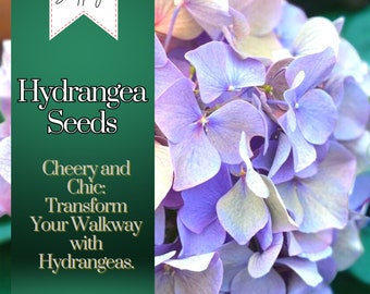 Hydrangea Seeds 75 Seeds Perennial Hardy Garden Shrub Bloom Flower Seed Flowers