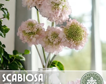 Scabosia Seeds - 75 Seeds Hardy - Flower Seeds Garden Seeds - Blush