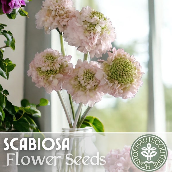 Scabosia Seeds - 75 Seeds Hardy - Flower Seeds Garden Seeds - Blush