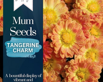 Tangerine Charm Mum Chrysanthemum Seeds 200+ Seeds Mum Flower, Flower Seeds, Annual Seeds, Bulk Seeds, Wholesale