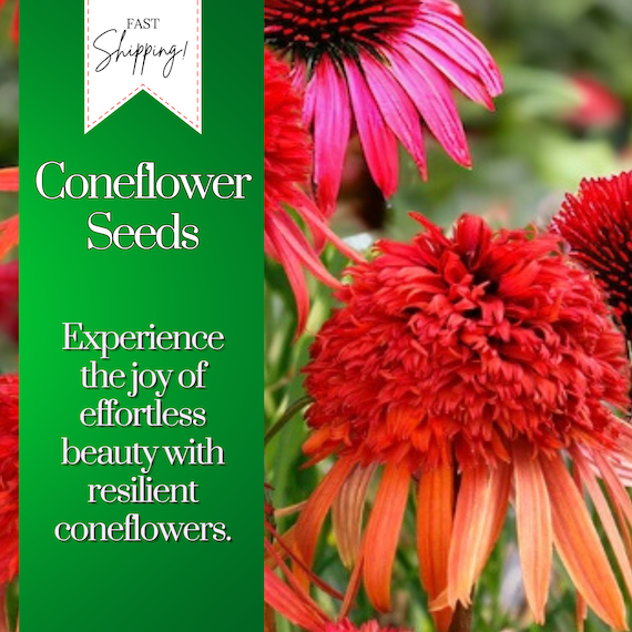 Coneflower Seeds 50+ Seeds, Heirloom Flower, Flower Seeds, Annual Seeds, Bulk  Seeds, Wholesale Echinacea Seeds - Etsy