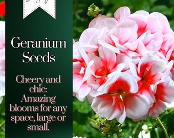 Può includere: Primo piano di fiori di geranio rosa e rossi con centri bianchi. I fiori sono in fiore e hanno un aspetto allegro ed elegante. Il testo "Geranium Seeds" è nell'angolo in alto a sinistra dell'immagine. Il testo "Cheery and chic: Amazing blooms for any space, large or small." è nell'angolo in basso a sinistra dell'immagine.