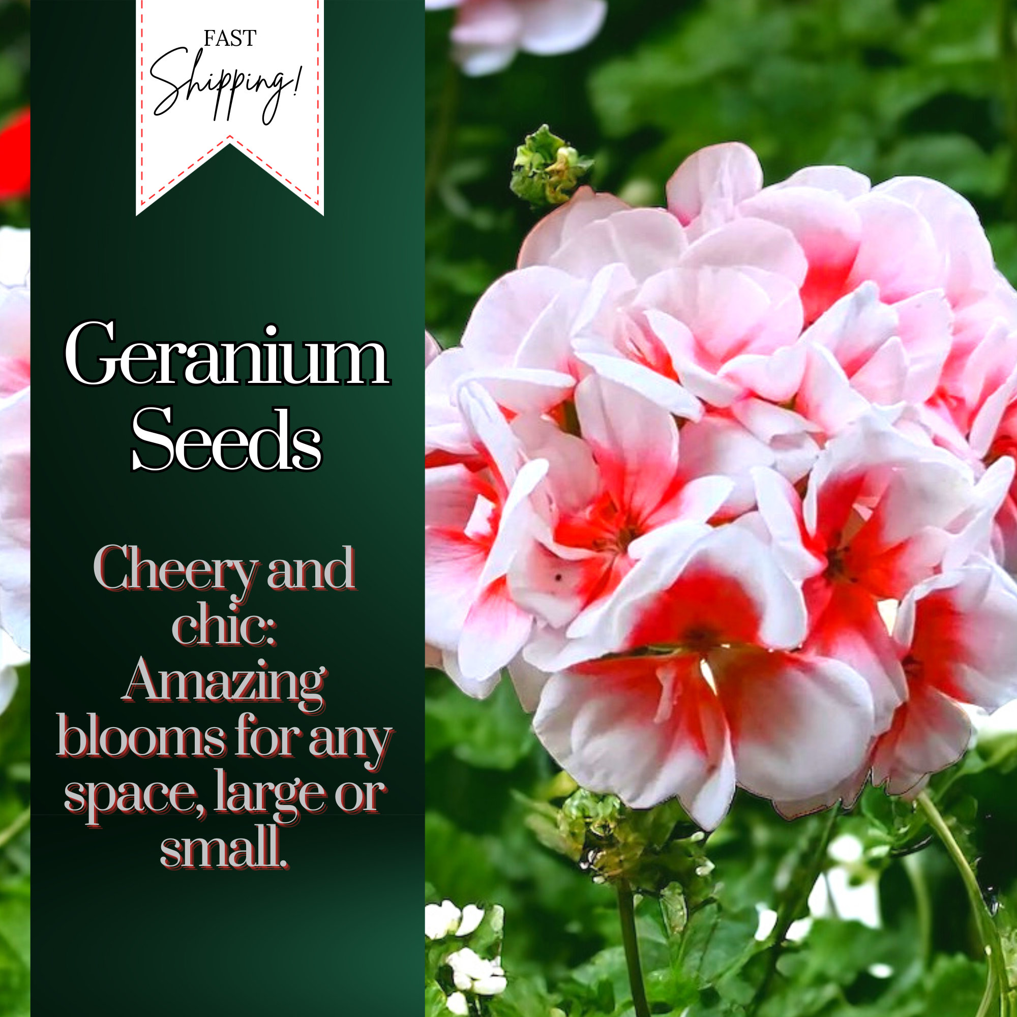 Packet Geranium Seeds - Fragrant - 100 Seeds Hardy Garden Bloom Flower Seed  Flowers - Etsy