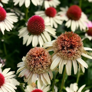 Pu&ograve; includere: Primo piano di un gruppo di echinacee bianche e rosa con centri marroni. I fiori hanno petali delicati e sono in piena fioritura.