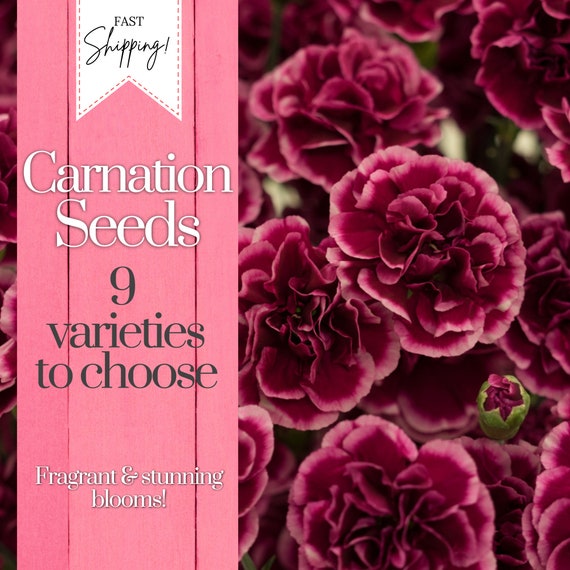 Carnation Seeds 250+ Seeds Flower, Flower Seeds, Annual Seeds, Bulk Seeds,  Wholesale Fragrant Blooms - Etsy