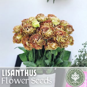 Lisianthus Seeds - 100 Seeds -Bronze -  Garden Bloom Flower Seed Flowers Garden Seeds Cut Flower Gifts
