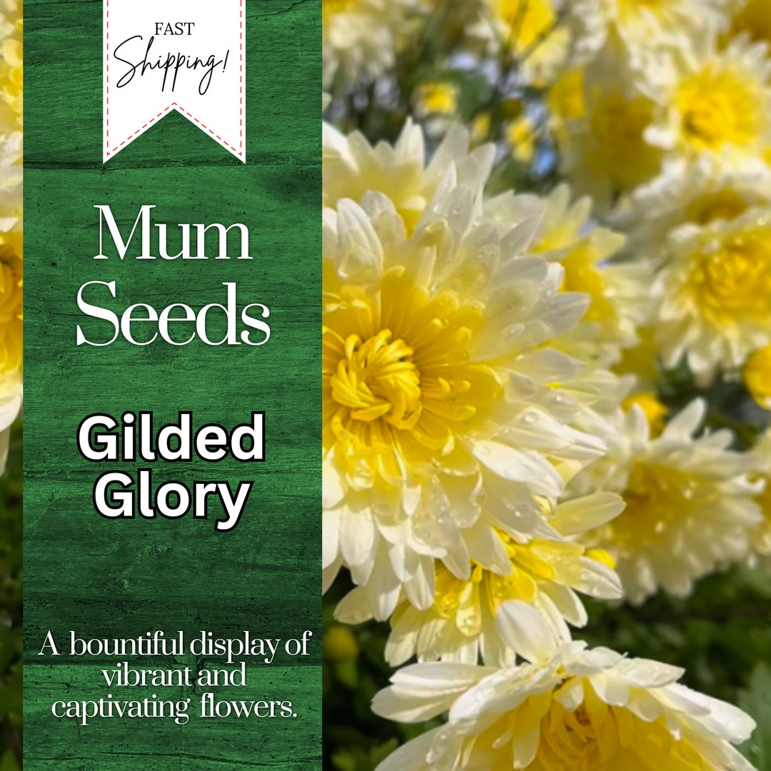 Gilded Glory Mum Chrysanthemum Seeds 200 Seeds Mum Flower, Flower Seeds