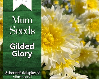 Gilded Glory Mum Chrysanthemum Seeds 200+ Seeds Mum Flower, Flower Seeds, Annual Seeds, Bulk Seeds, Wholesale