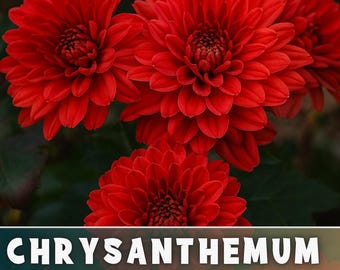 May include: Close-up of vibrant red chrysanthemum flowers with layered petals. The image features several blooms in various stages of opening, set against a dark green background. Text at the bottom reads "CHRYSANTHEMUM FLOWER SEEDS".